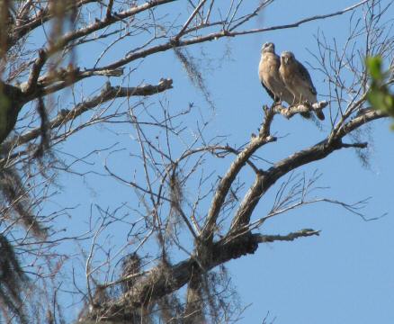 IMG_3400florida red-shouldered hawks (2)