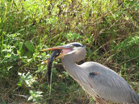 IMG_3418heron and fish