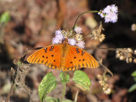 IMG_3411gulf fritillary