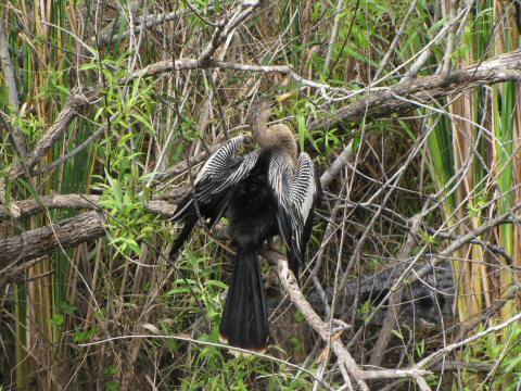 IMG_3463anhinga