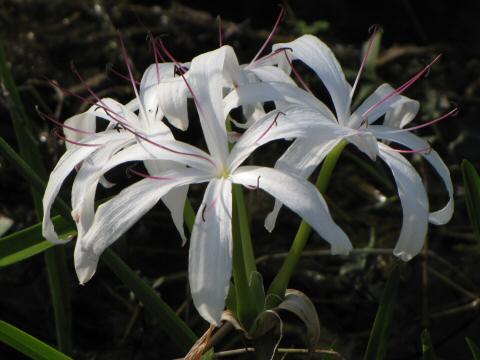 swamp lily