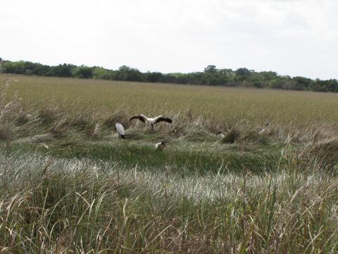 IMG_3468woodstorks