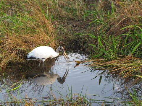 IMG_3599woodstork (2)