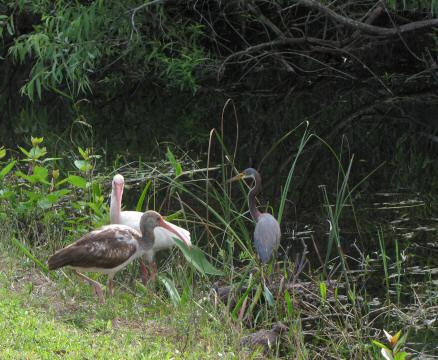 IMG_3555ibis young and old and tricolored heron (2)