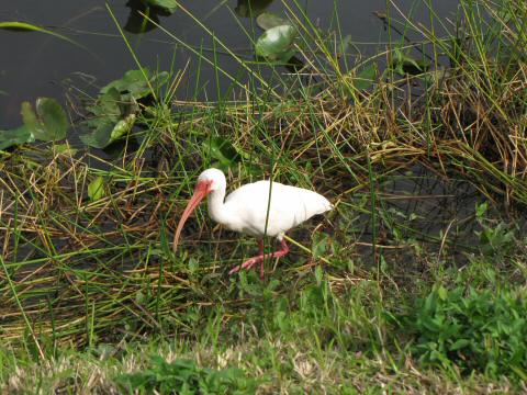 IMG_3747whiteibis