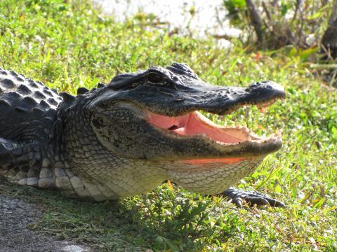 IMG_3565alligator panting