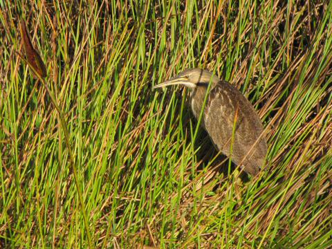 IMG_3608american bittern