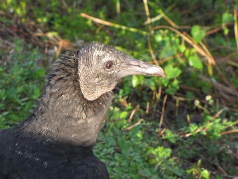 IMG_3615blackvulture