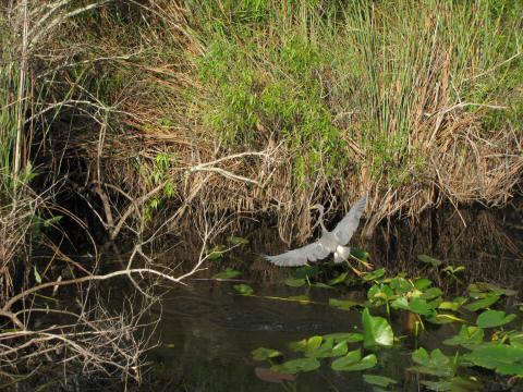 IMG_3631tricolored heron flying