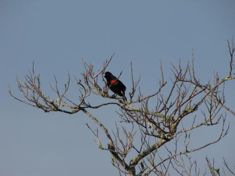 IMG_3633redwsing blackbird sings