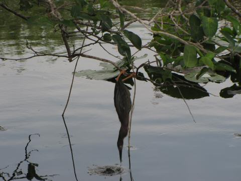 IMG_3665green heron dives