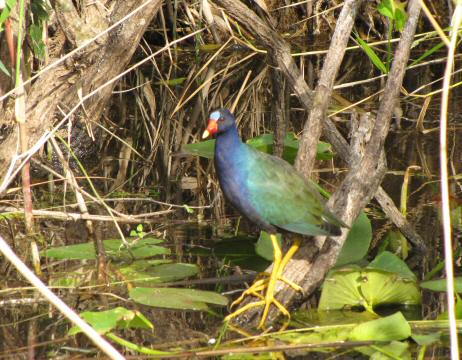 IMG_3731purplegallinule