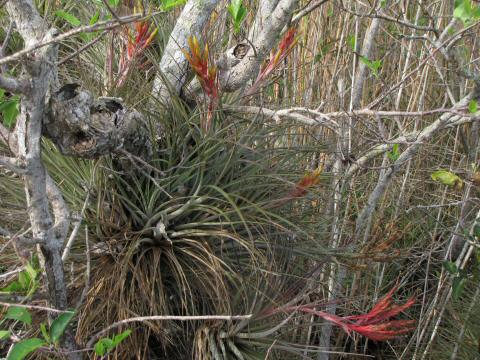 IMG_3648bromeliad