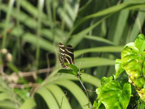 IMG_3793zebrabutterfly