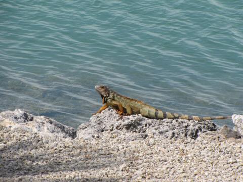 IMG_3817iguana