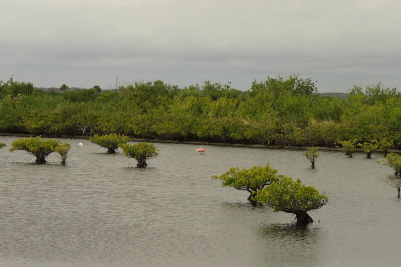 Merritt Island National Wildlife Refuge--mangroves and birds everywhere