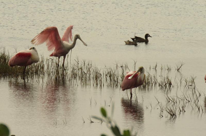 Roseate spoonbill and  blue-winged teal