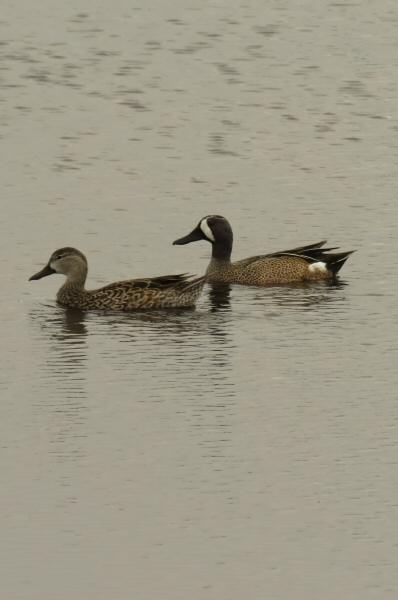 Bluewinged teals