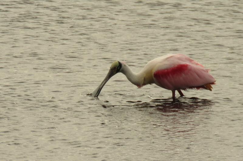 Roseate Spoonbill--adult