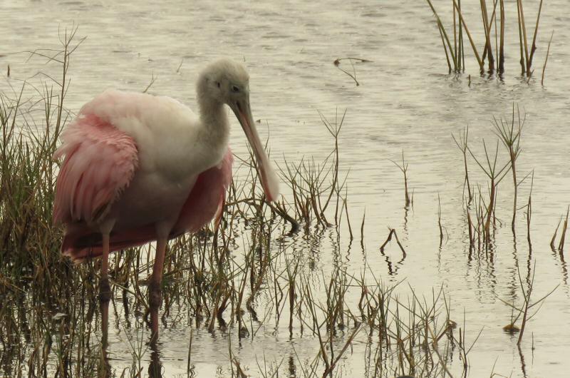 Roseate spoonbill -- juvenile