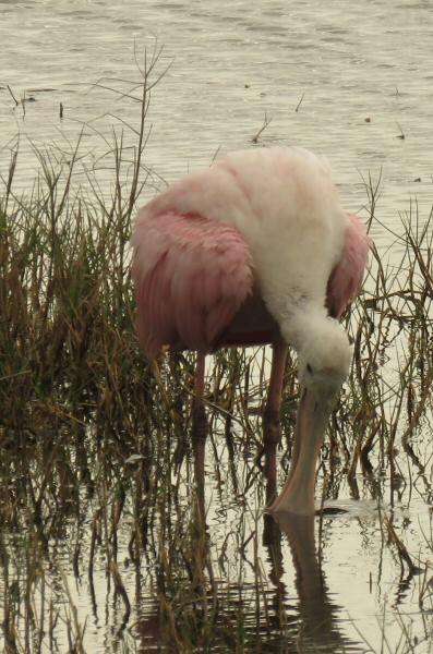 The spoonbill feeds by swinging his bill back and forth