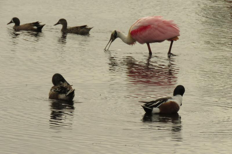 Roseate spoonbill, blue-winged teal, and northern shovelers