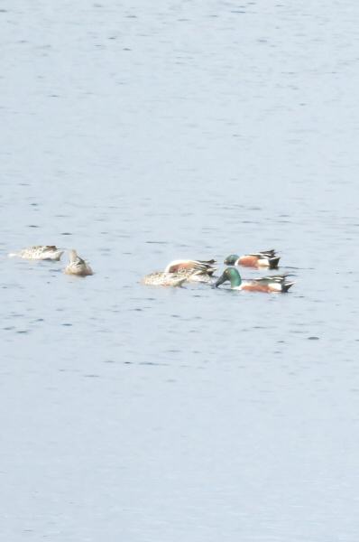 Northern shovelers