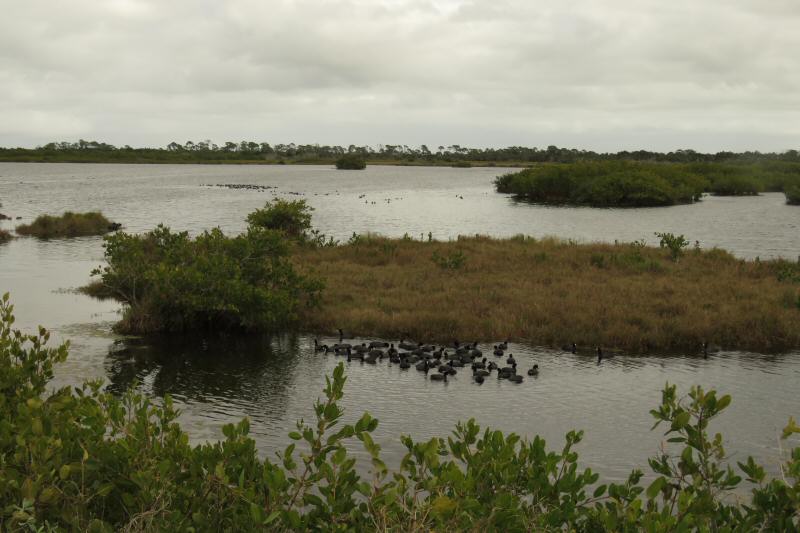 Coots at Merritt Island