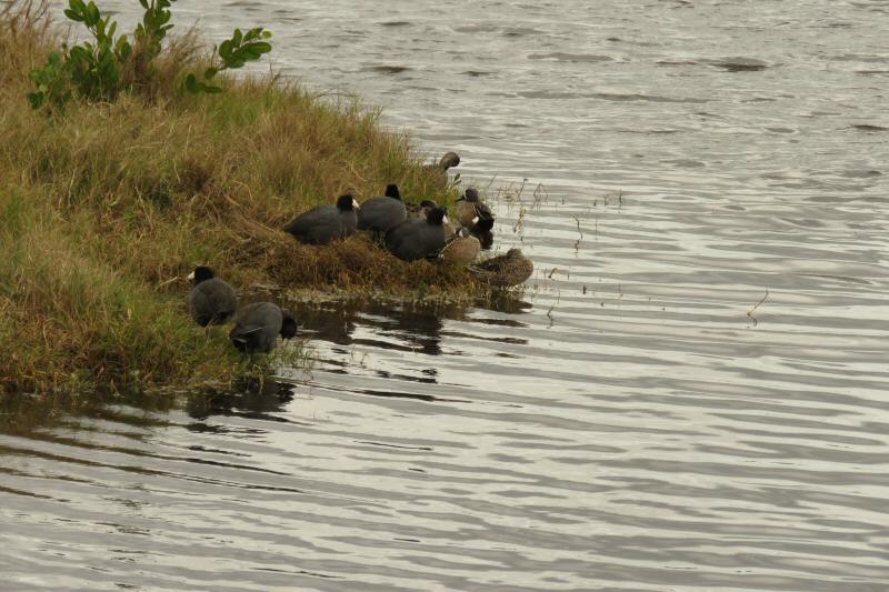 Coots and blue-winged teal