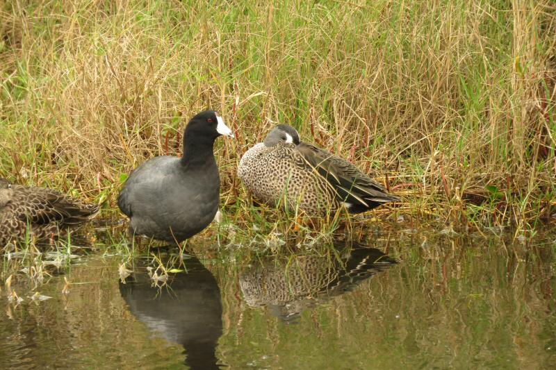 Coot and female blue-winged teal