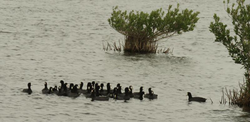 American Coots