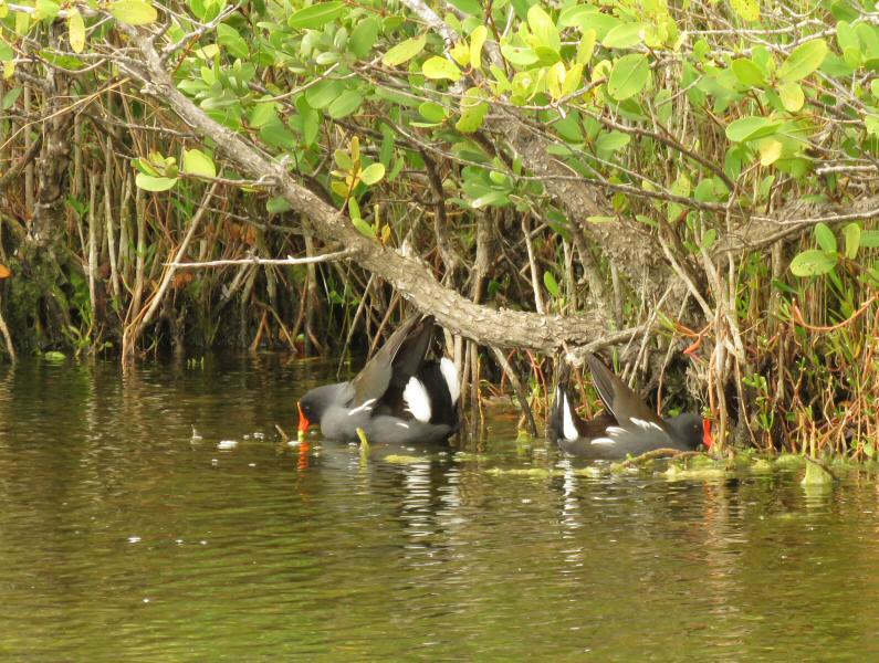 Common moorhen