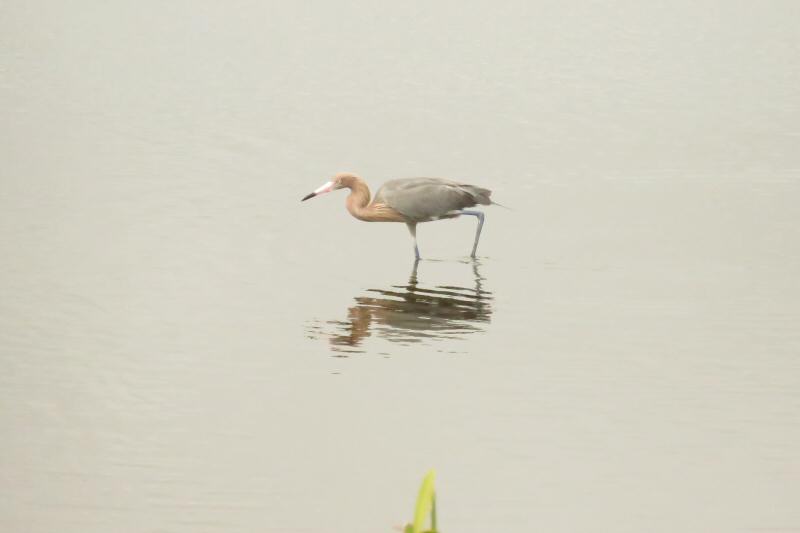 Reddish egret - dark morph