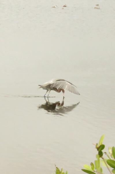 Reddish egret fishing