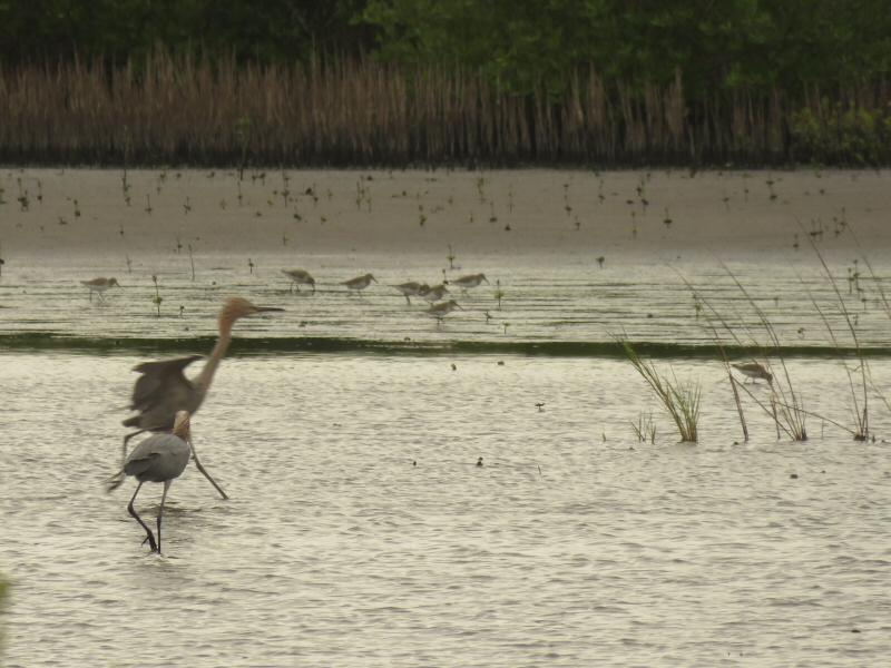 Reddish egret courtship