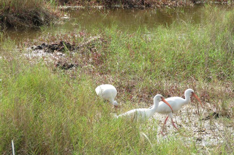 White ibis