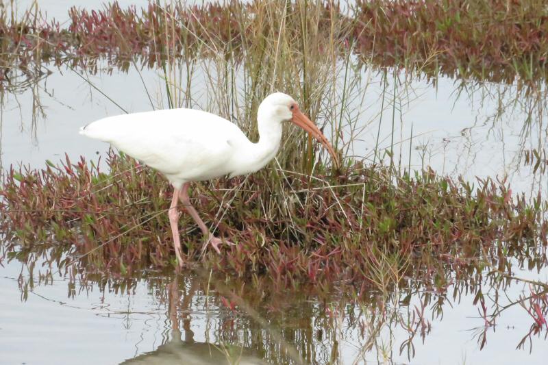 White ibis