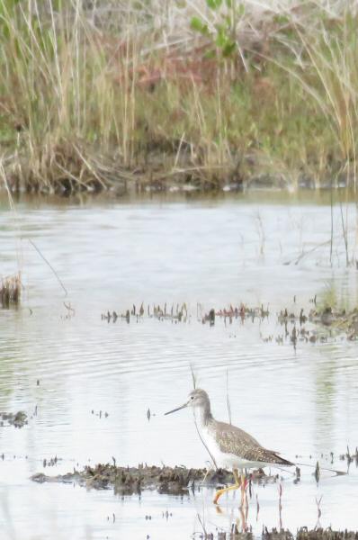 Lesser yellowlegs