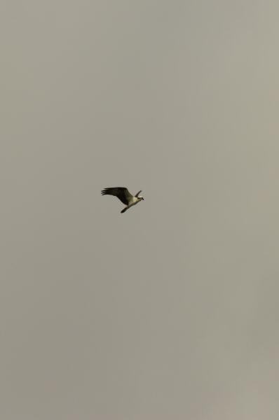 Osprey