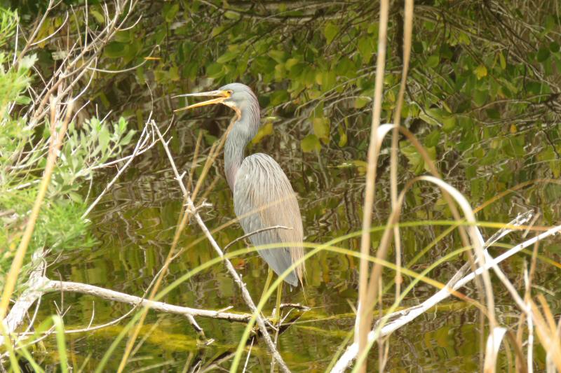 Great blue heron