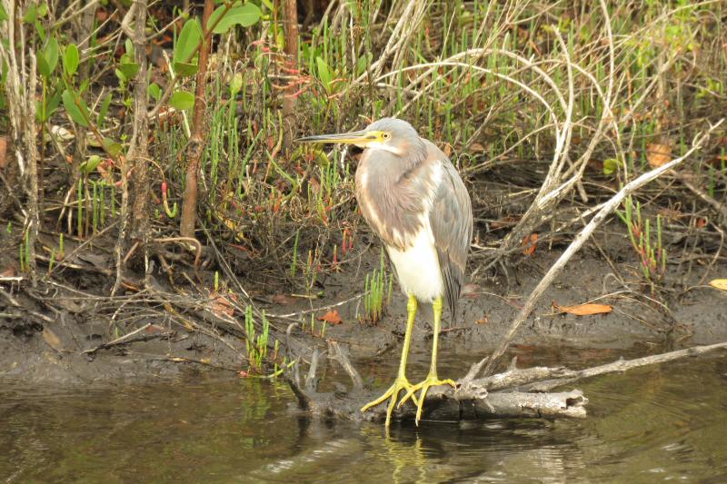 Tri-colored heron