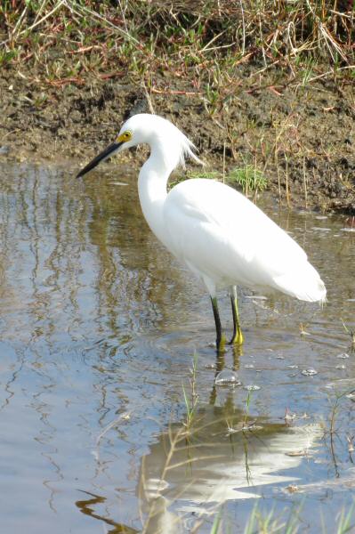 Snowy egret