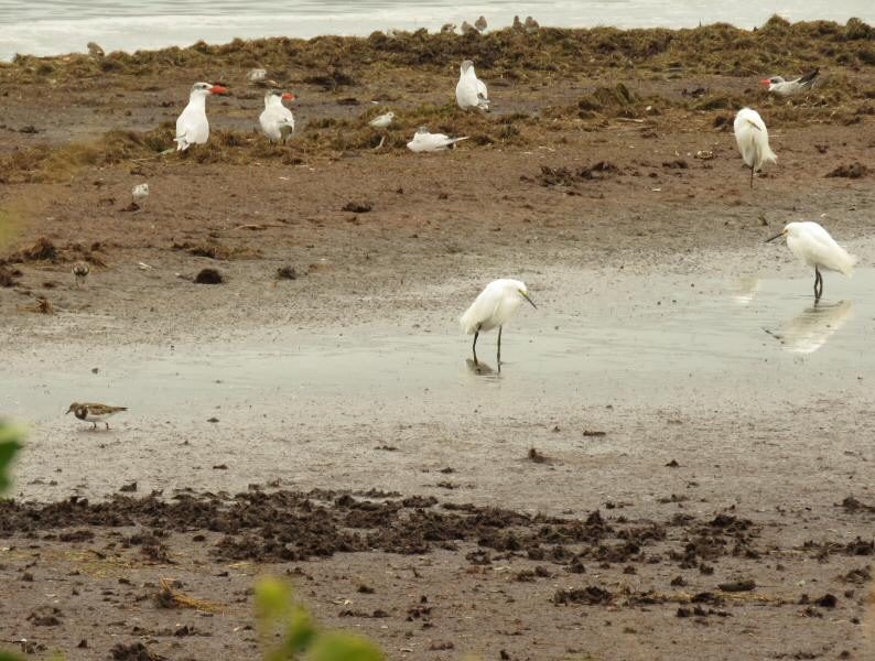 Caspian terms, snowy egrets, and a snowy plover