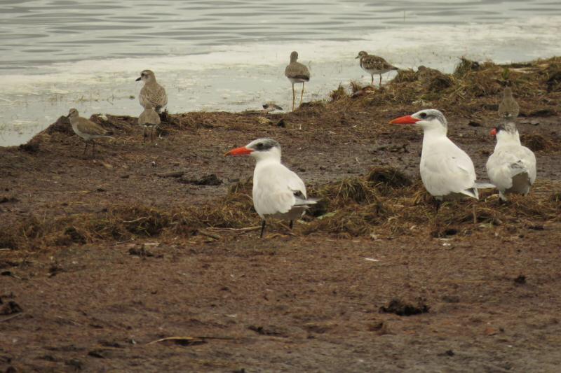 Caspian terns, ruddy turnstone, willett, black-bellied plover