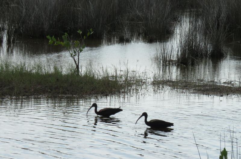 Glossy ibis