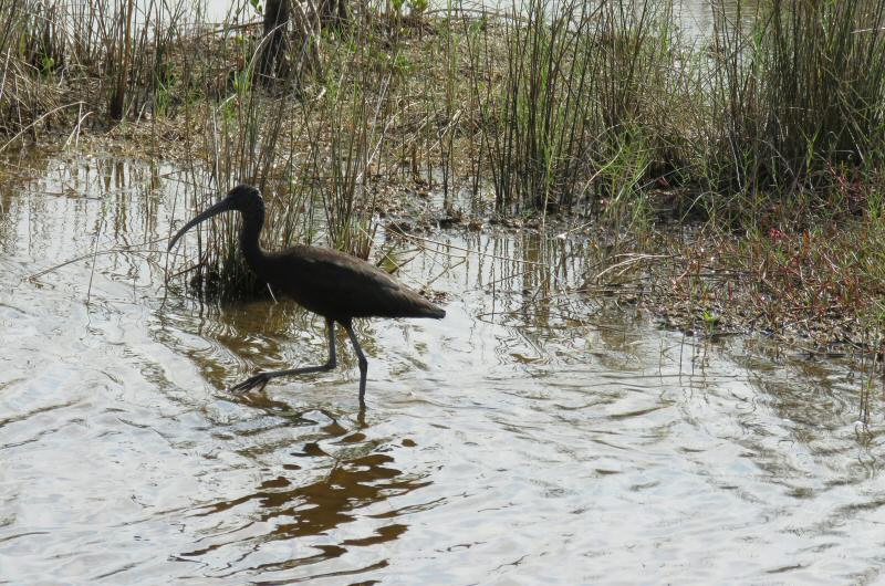 Glossy ibis