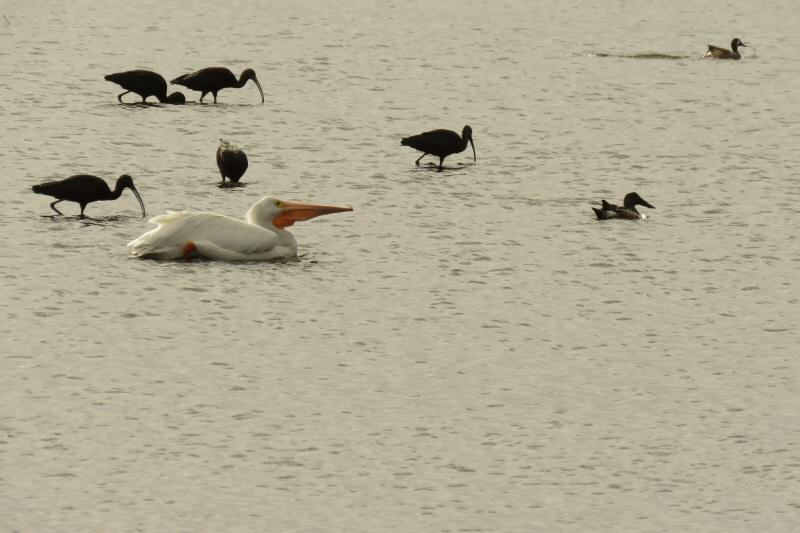 White pelican, glossy ibises, shoveler, blue-winged teal