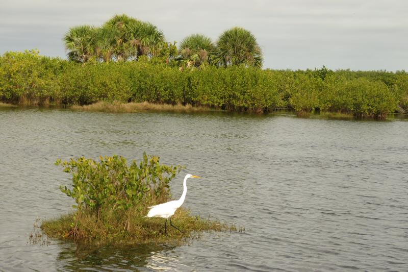 Great egret