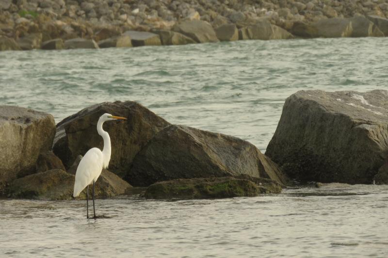 Great egret