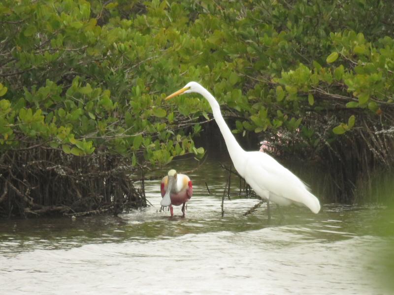 Roseate sponbill and great egret